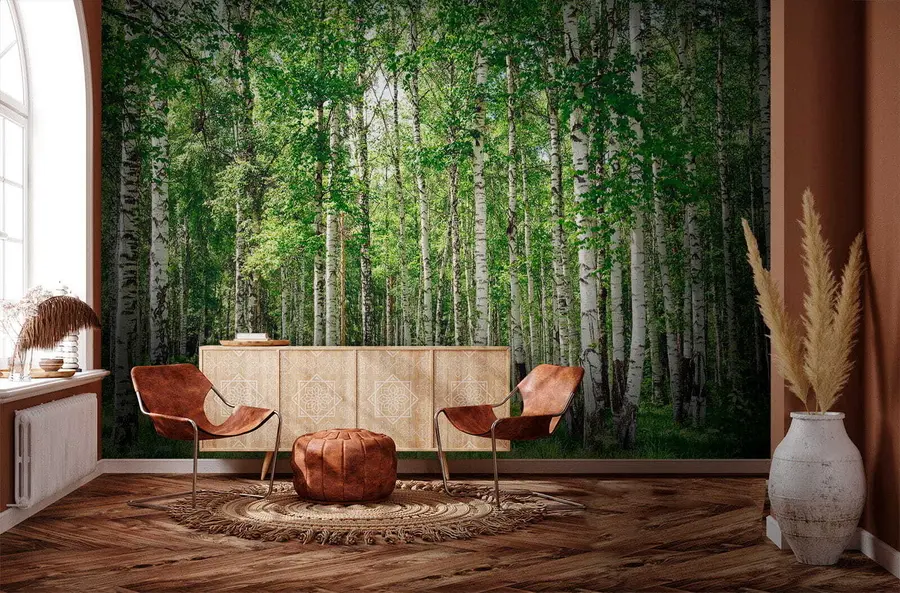 Fototapeta Las brzozowy u52530