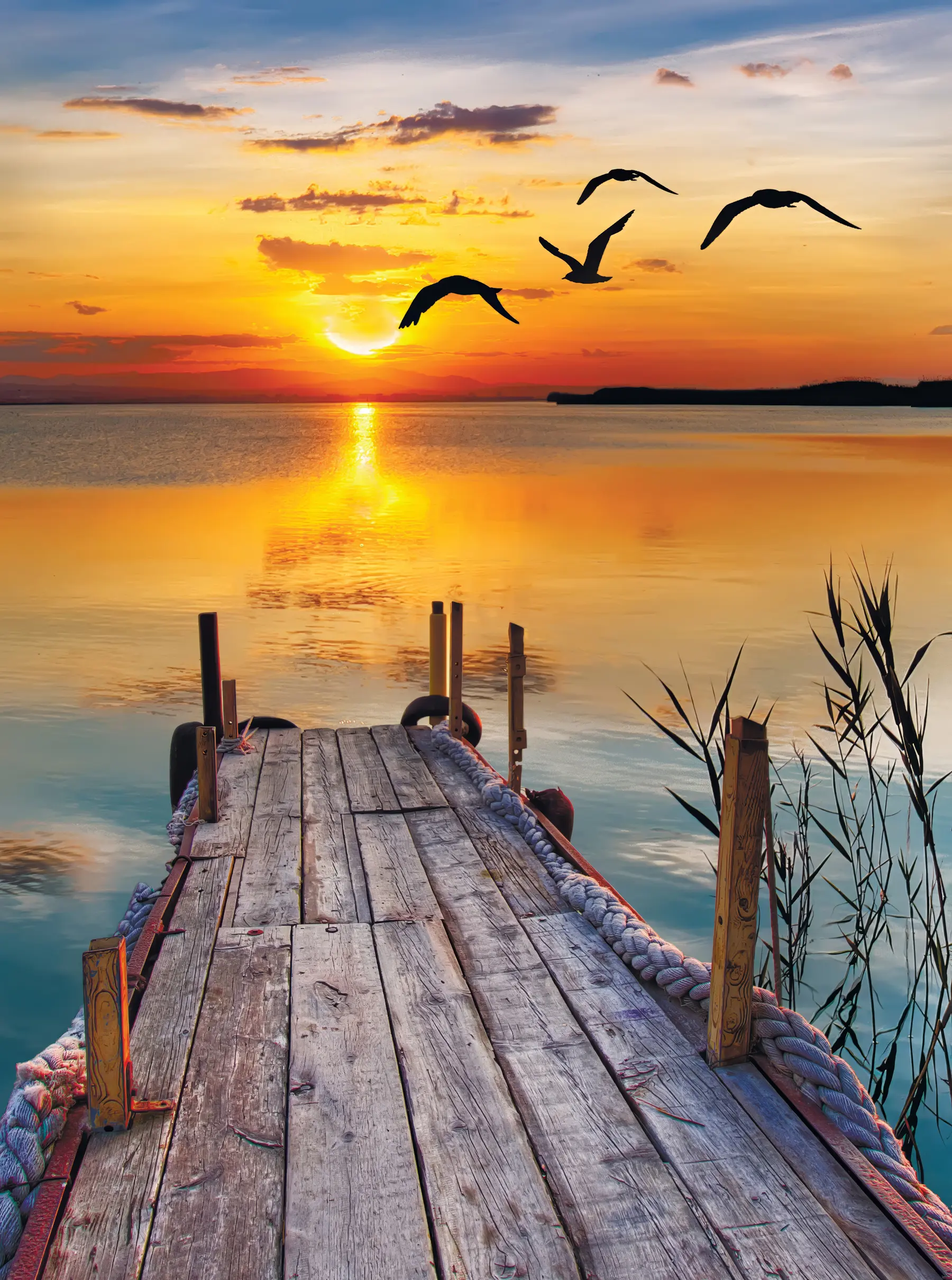 Fototapeta Mewy i molo u57673