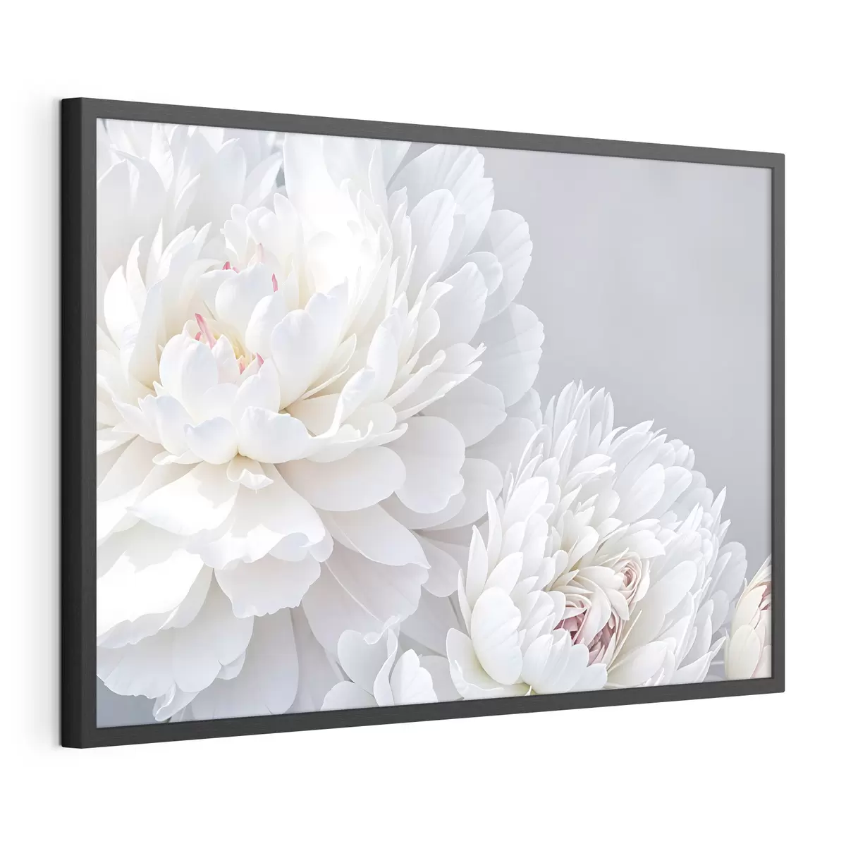 Plakat Piwonie i pasja f41085
