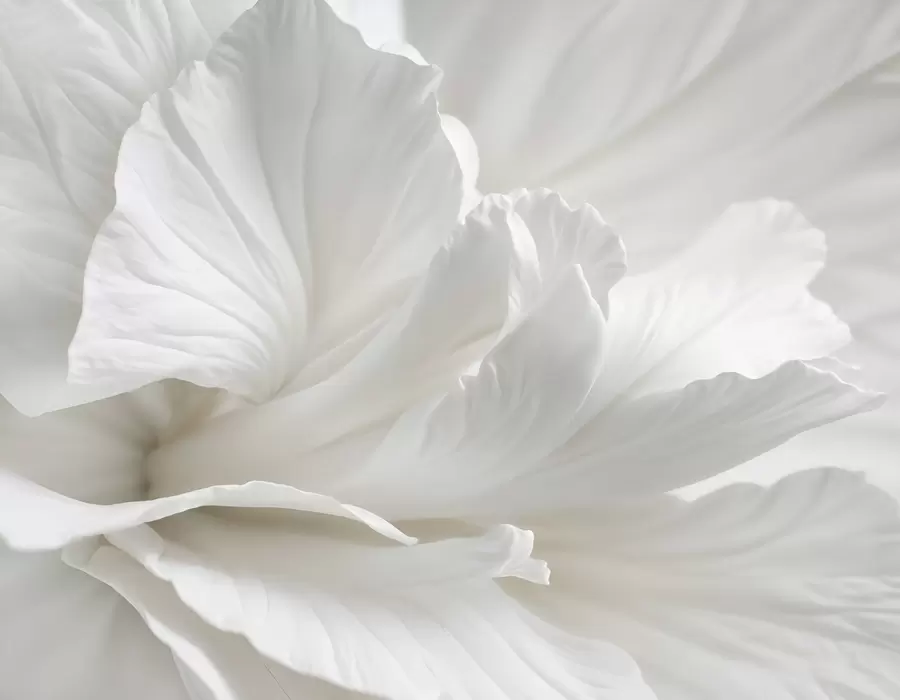 Fototapeta Abstrakcyjny minimalistyczny nadruk delikatnego białego kwiatu z miękkimi, aksamitnymi płatkami w08424