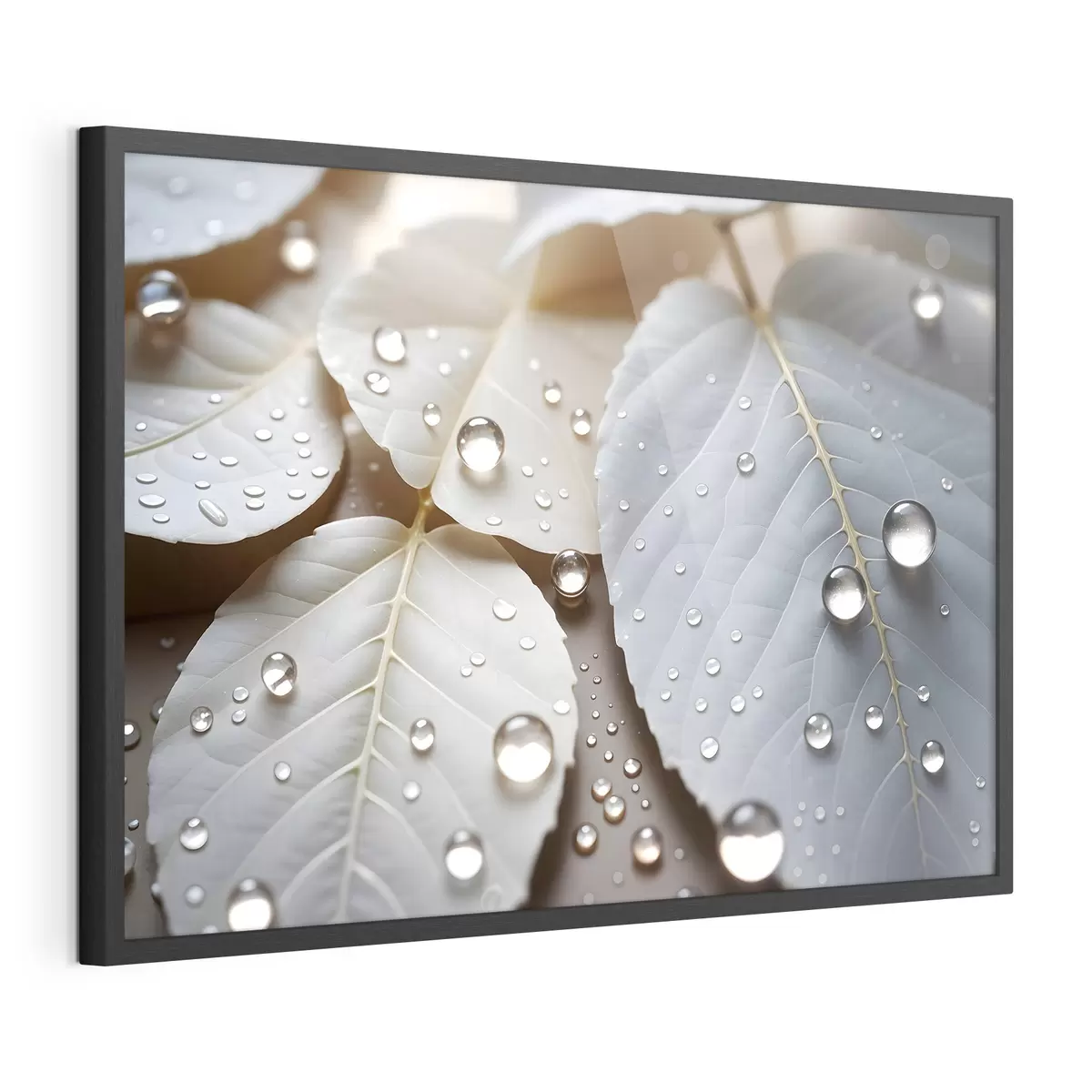Plakat Rosa na bieli f43159