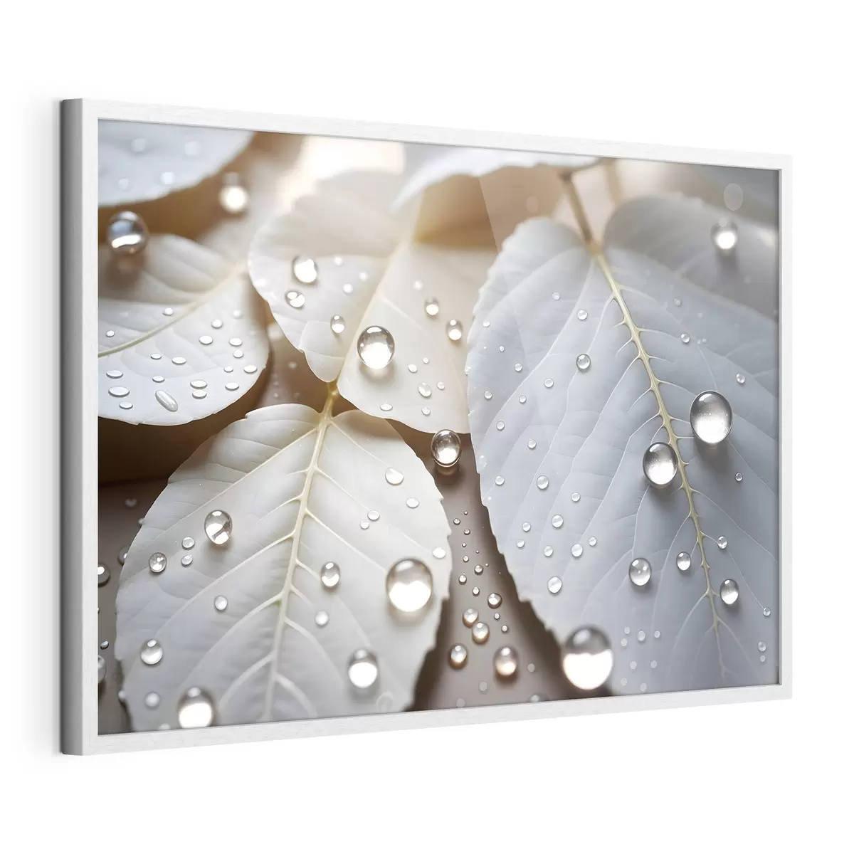 Plakat Rosa na bieli f43159