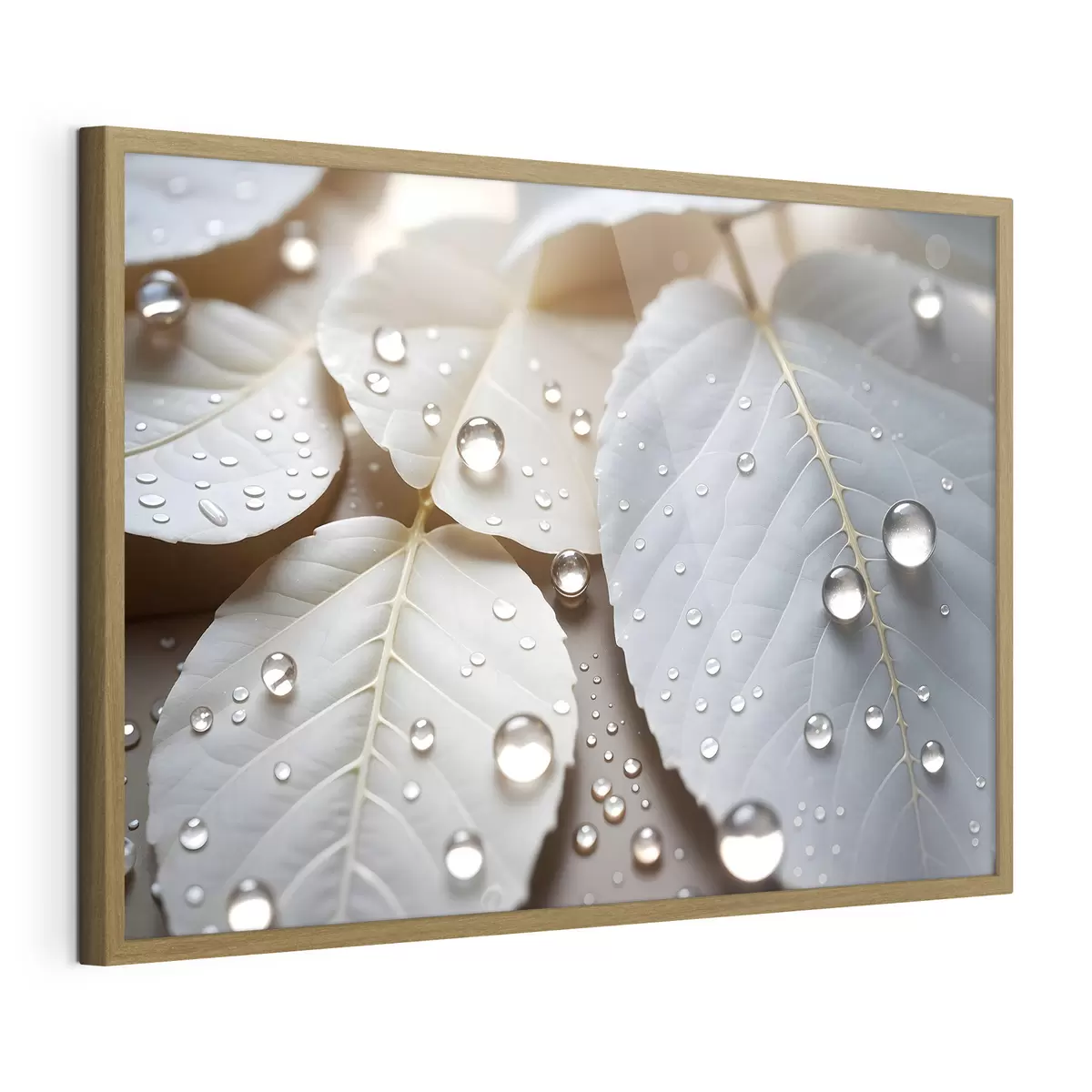 Plakat Rosa na bieli f43159