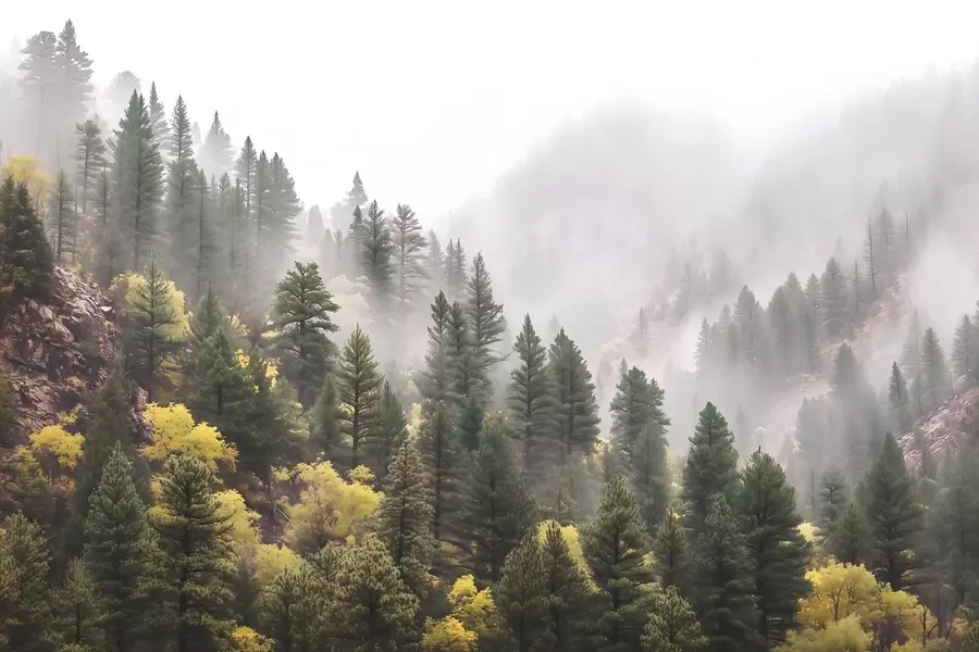 Fototapeta Atmosferyczny, mglisty las sosnowy w górach w09463