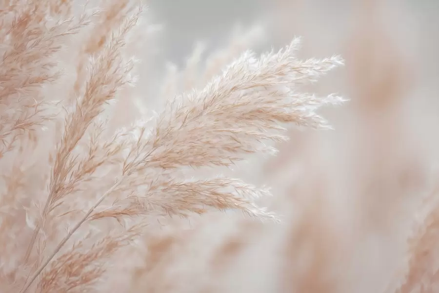 Fototapeta stylizowane duże trzciny w04814