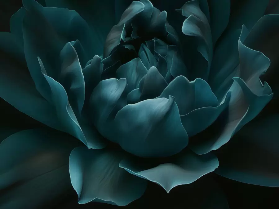 Fototapeta Szept płatków w05040