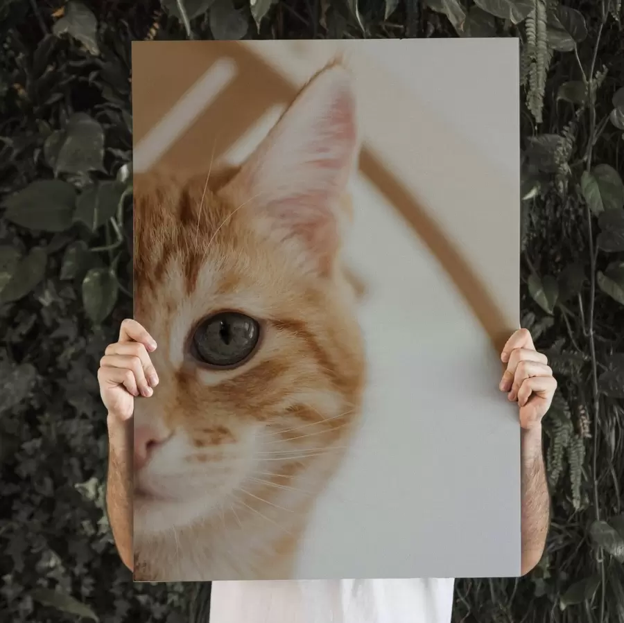 Obraz Zdjęcie Twojego kota na płótnie s47220