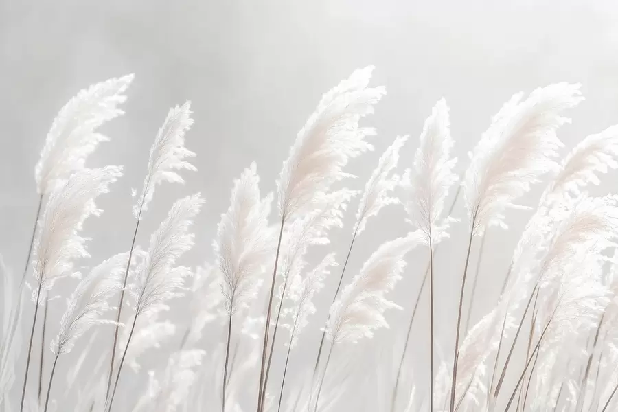 Fototapeta Miękka, biała trawa pampasowa w delikatnym porannym świetle w09717