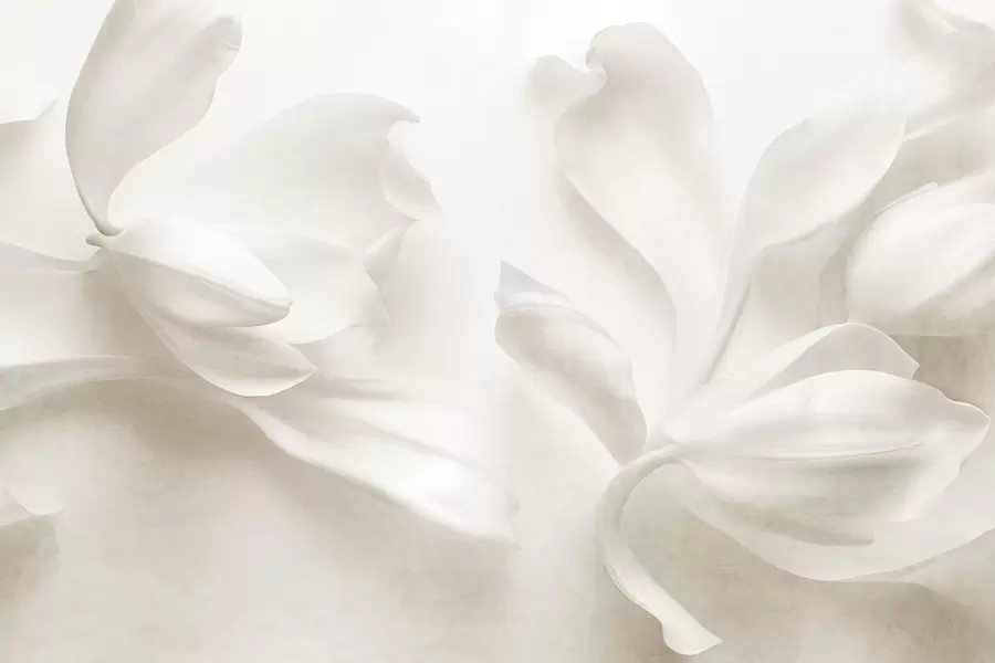 Fototapeta Teksturowane białe kwiaty magnolii o delikatnych płatkach na rozmyłym, jasnym tle w09771