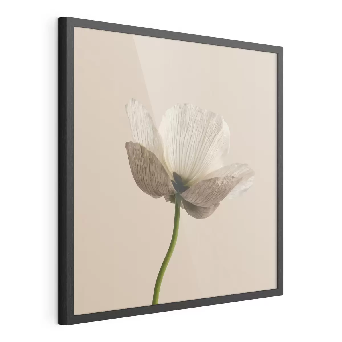Plakat Delikatny kwiat z półprzezroczystymi płatkami na beżowym tle w stylu minimalistycznym f49718