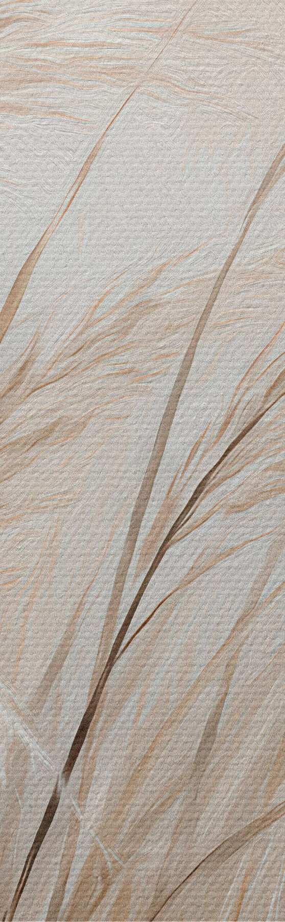 Obraz Kłosy pszenicy s51045