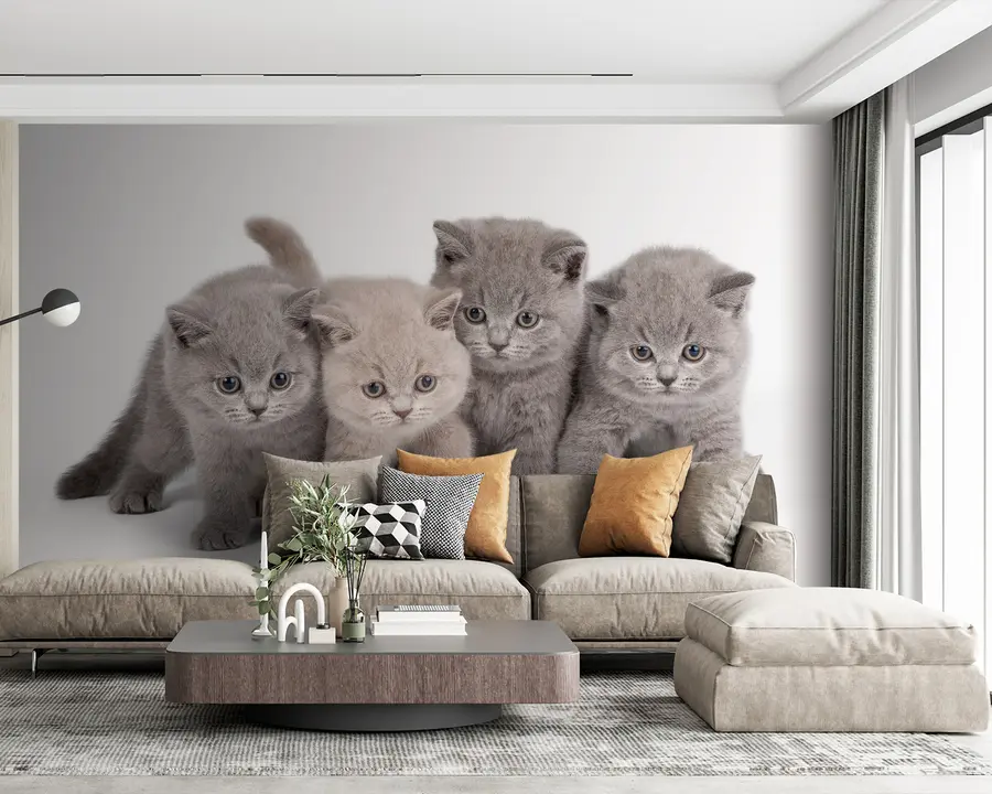 Fototapeta Oko, kot i mięsożerca u55076